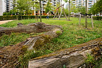 Environmental enrichment designed into housing estate with dead wood left for insects and beetles, East Village housing at site of Olympic Village, Stratford, London UK 2014