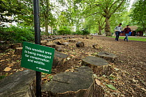 Dead wood for insects and biodiversity in urban park, London Fields, Hackney, London UK July