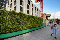 Green wall on site of new housing estate, Elephant and Castle, London UK July 2014