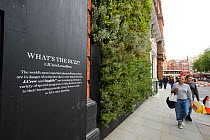 Green wall, Sloane Square, London UK. This wall was a joint project between the J-Crew clothing store and Buglife. The wall was designed to provide nectar plants for urban bees. August 2014