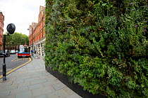 Green wall, Sloane Square, London UK. This wall was a joint project between the J-Crew clothing store and Buglife. The wall was designed to provide nectar plants for urban bees. August 2014