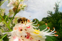 Honey bee (Apis mellifera) nectaring, Kiel, Germany. May