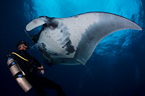 Giant Manta Ray (Manta birostris) and diver, San Benedicto Island, Revillagigedo Archipelago Biosphere Reserve / Archipielago de Revillagigedo UNESCO Natural World Heritage Site (Socorro Islands), Pac...