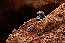 Socorro Lizard (Urosaurus auriculatus), Socorro Island, Revillagigedo Archipelago Biosphere Reserve / Archipielago de Revillagigedo UNESCO Natural World Heritage Site (Socorro Islands), Pacific Ocean,...