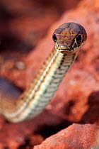 Clarion Island Whip Snake (Masticophis anthonyi), IUCN Critically Endangered, Clarion Island, Revillagigedo Archipelago Biosphere Reserve / Archipielago de Revillagigedo UNESCO Natural World Heritage...