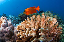 Clarion Angelfish (Holacanthus clarionensis) and coral, IUCN Vulnerable, Socorro Island, Revillagigedo Archipelago Biosphere Reserve / Archipielago de Revillagigedo UNESCO Natural World Heritage Site...