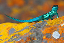 Clarion Lizard (Urosaurus clarionensis) displaying, IUCN Vulnerable, Clarion Island, Revillagigedo Archipelago Biosphere Reserve / Archipielago de Revillagigedo UNESCO Natural World Heritage Site (Soc...