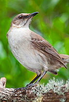 Socorro Mockingbird (Mimus graysoni), Socorro Island, Revillagigedo Archipelago Biosphere Reserve / Archipielago de Revillagigedo UNESCO Natural World Heritage Site (Socorro Islands), Pacific Ocean, W...