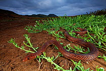 Clarion Island Whip Snake (Masticophis anthonyi), IUCN Critically Endangered, Clarion Island, Revillagigedo Archipelago Biosphere Reserve / Archipielago de Revillagigedo UNESCO Natural World Heritage...