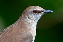 Socorro Mockingbird (Mimus graysoni), IUCN Critically Endangered, Socorro Island, Revillagigedo Archipelago Biosphere Reserve / Archipielago de Revillagigedo UNESCO Natural World Heritage Site (Socorr...
