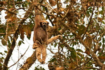 Western hoolock gibbon (Hookock hoolock) female in tree, Assam, India.