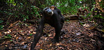 Eastern chimpanzee (Pan troglodytes schweinfurtheii) female 'Gaia' aged 19 years carrying her infant son 'Google' aged 3 years walking along a forest trail. Gombe National Park, Tanzania. October 2012...