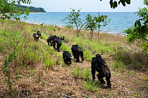 Eastern chimpanzees (Pan troglodytes schweinfurtheii) walking in line  close to the shore of Lake Tanganyika. Gombe National Park, Tanzania.