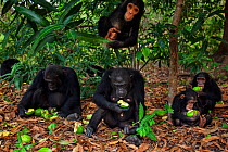 Eastern chimpanzees (Pan troglodytes schweinfurtheii) 'Faustino' aged 23 years, 'Fanni' aged 31 years and 'Fadhila' aged 4 years and 'Siri' aged 5 years feeding on mango while 'Fifty' aged 2 years pla...
