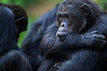 Eastern chimpanzee (Pan troglodytes schweinfurtheii) Alpha male 'Ferdinand' aged 20 years portrait. Gombe National Park, Tanzania.