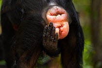 Eastern chimpanzee (Pan troglodytes schweinfurtheii) female 'Eliza' aged 21 years swollen sexual skin. Gombe National Park, Tanzania. October 2012.
