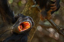 Eastern chimpanzee (Pan troglodytes schweinfurtheii) female 'Gaia' aged 19 years making a play face for her son. Gombe National Park, Tanzania.