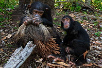 Eastern chimpanzee (Pan troglodytes schweinfurtheii) juvenile male 'Tom' aged 11 years and his infant sister 'Tabora' aged 5 years feeding on dried palm flowers. Gombe National Park, Tanzania. October...