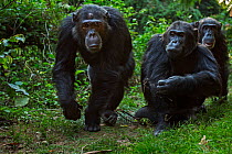 Eastern chimpanzee (Pan troglodytes schweinfurtheii) male 'Faustino' aged 23 years leaving Alpha male 'Ferdinand' aged 20 years and 'Apollo' aged 33 years watching. Gombe National Park, Tanzania.