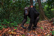 Eastern chimpanzee (Pan troglodytes schweinfurtheii) female 'gremlin' aged 41 years carrying her infant son 'Gizmo' aged 3 years walking along a forest trail. Gombe National Park, Tanzania. October 20...