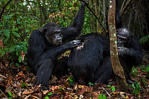 Eastern chimpanzee (Pan troglodytes schweinfurtheii) Alpha male 'Ferdinand' aged 20 years and male ' Apollo' aged 33 years grooming male 'Freud' aged 41 years. Gombe National Park, Tanzania. October 2...