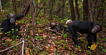 Eastern chimpanzee (Pan troglodytes schweinfurtheii) female 'Eliza' aged 21 years presenting to juvenile male 'Sinbad' aged 11 years. Gombe National Park, Tanzania. October 2012.