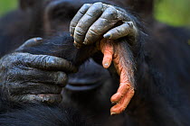 Eastern chimpanzee (Pan troglodytes schweinfurtheii) female 'Gaia' aged 19 years grooming her son's hand. Gombe National Park, Tanzania.