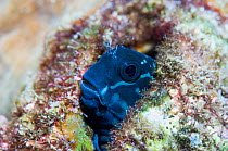 RF - Blenny fish  (Cirripectes polyzona)   Lembeh Strait, North Sulawesi, Indonesia. (This image may be licensed either as rights managed or royalty free.)