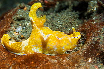 RF - Nudibranch (Ceratosoma sp) Lembeh Strait, North Sulawesi, Indonesia. (This image may be licensed either as rights managed or royalty free.)