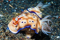 RF - Nudibranch (Risbecia tryoni) with commensal Emperor shrimp (Periclimenes imperator / Zenopontonia rex).   Lembeh Strait, North Sulawesi, Indonesia. (This image may be licensed either as rights ma...