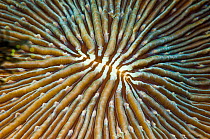Mushroom coral (Fungia sp.) close up.  Lembeh Strait, North Sulawesi, Indonesia.