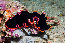 Polyclad flatworm (Pseudobiceros fulgor).  Lembeh Strait, North Sulawesi, Indonesia.