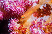 Soft-coral ghost goby (Pleurosicya boldinghi).  Lembeh Strait, North Sulawesi, Indonesia.