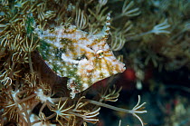 Radial filefish (Acreichthys radiatus).  Lembeh Strait, North Sulawesi, Indonesia.