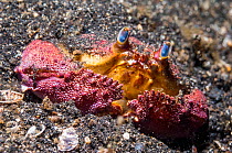 Box crab (Calappa  sp.).  Lembeh Strait, North Sulawesi, Indonesia.