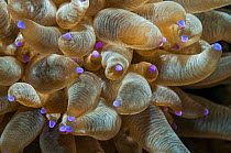 Polyps of a Mushroom coral (Fungiidae)  Lembeh, North Sulawesi, Indonesia.