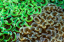 Coral (Euphyllia ancora) polyps brown and green.  Lembeh Strait, North Sulawesi, Indonesia.