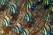 Banggai cardinalfish (Pterapogon kauderni).  Lembeh Strait, North Sulawesi, Indonesia.