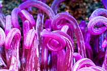 Cork-screw anemone (Macrodactyla doreensis).  Lembeh Strait, North Sulawesi, Indonesia.