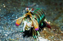 Pink-eared mantis shrimp (Odontodactylus latirostris).  Lembeh Strait, North Sulawesi, Indonesia.