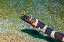 Napoleon snake eel (Ophichthus bonaparte) swimming over sand.  Lembeh Strait, North Sulawesi, Indonesia.