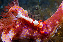 Emperor shrimp (Periclemenes imperator) on a nudibranch (Ceratosoma sp.)  Lembeh Strait, North Sulawesi, Indonesia.