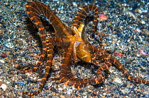 Wonderpus octopus (Wunderpus photogenicus) Lembeh Strait, North Sulawesi, Indonesia.
