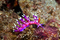 Nudibranch (Flabellina exoptata) Lembeh Strait, North Sulawesi, Indonesia.