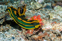 Nudibranch (Tambja gabrielae)  Lembeh Strait, North Sulawesi, Indonesia.