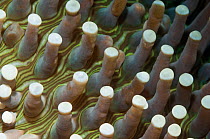 Mushroom coral (Fungia sp.) close up.  Lembeh Strait, North Sulawesi, Indonesia.