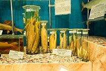 Baikal omul (Coregonus migratorius) fish specimens from Lake Baikal on display in Baikal Museum of the Irkutsk Scientific Center, Siberian Branch of the Russian Academy of Sciences, Listvyanka, Lake B...