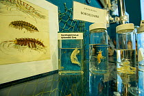 Freshwater  specimens of flora and fauna from Lake Baikal on display in Baikal Museum of the Irkutsk Scientific Center, Siberian Branch of the Russian Academy of Sciences, Listvyanka, Lake Baikal, Sib...