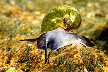 Freshwater snail (Benedictia baicalensis) Lake Baikal, Siberia, Russia.