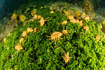 Several freshwater isopod, Amphipod gammarus (Acanthogammarus victorii), Lake Baikal, Siberia, Russia
